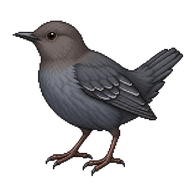 American Dipper