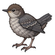 American Dipper Fledgling