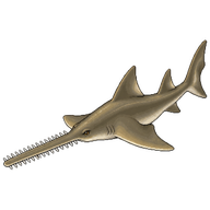 Largetooth sawfish