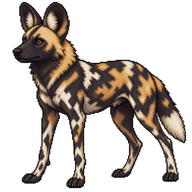 African Wild Dog