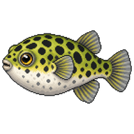 Freshwater Pufferfish