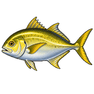 Golden Trevally