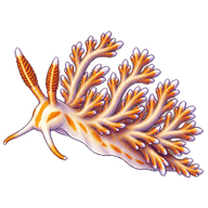 Branched Soft Coral Eater