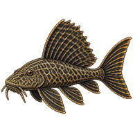 Amazon sailfin catfish