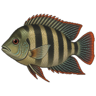 Banded cichlid