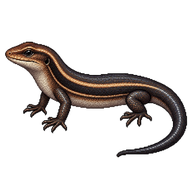Coal Skink