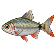 Mexican tetra