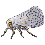 Citrus Flatid Planthopper