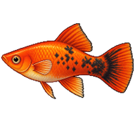 Southern Platyfish