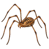 Common Harvestman