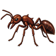 Brown Ectatomma Ant