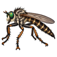 Common Marauder