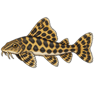 Butterfly Loach