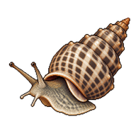 Netted Dog Whelk
