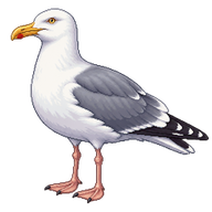 Herring Gull