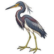 Tricolored Heron