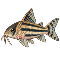 Three stripe corydoras