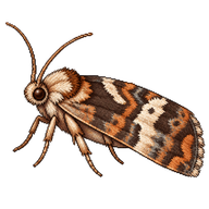 Marbled Orchard Tortrix