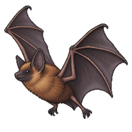 Big Brown Bat