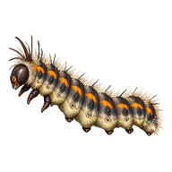 Sycamore Moth Caterpillar