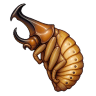 Atlas Beetle Pupa