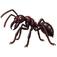 Bullet Ant