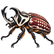 Royal Goliath Beetle