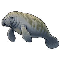West Indian Manatee