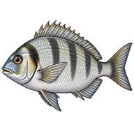 White seabream