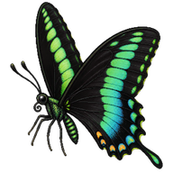Magnificent Swallowtail