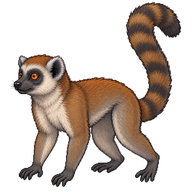 Mongoose Lemur
