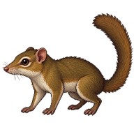 Common Treeshrew