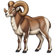 Argali