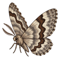 Small Engrailed