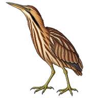 American Bittern