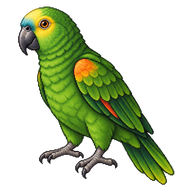 Orange-winged Amazon