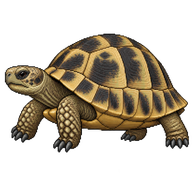 Spur-thighed Tortoise