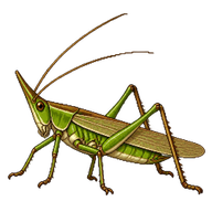 Long-Winged Conehead