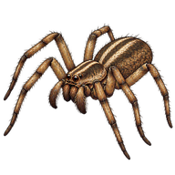 Potter's Grass Spider