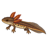 Hong Kong Newt Larva