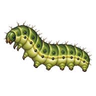 Cabbage Moth Caterpillar