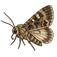Cabbage Moth