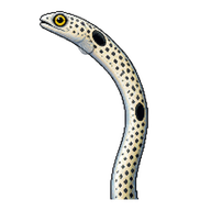 Spotted Garden Eel