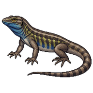 Tenerife Lizard