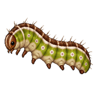 Geranium Bronze Caterpillar