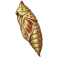 Geranium Bronze Chrysalis