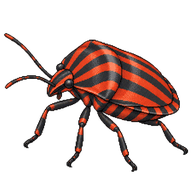 Italian Striped Bug