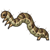 Shaded Pug Caterpillar