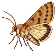 Scarce Bordered Straw