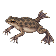 Zaire Dwarf Clawed Frog